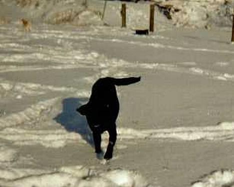 Labrador retriever Hubert's Gipsy billede 2