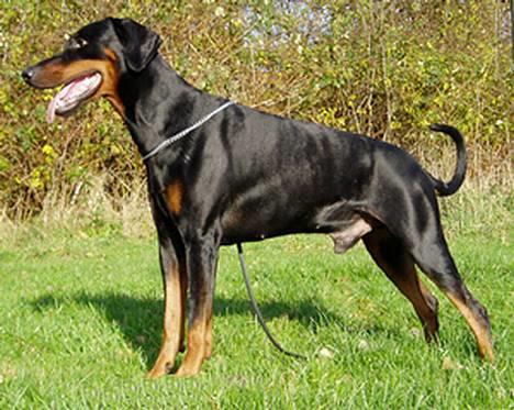 Dobermann Amigo (29/12/99-17/01-08) - Mon der er nogen "damer" her ? billede 1