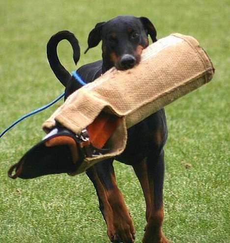 Dobermann Amigo (29/12/99-17/01-08) - Se hvad jeg fandt. billede 2