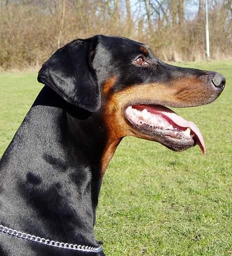 Dobermann Amigo (29/12/99-17/01-08) - Tager hun nu billeder, igen. billede 3