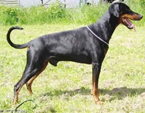 Dobermann Amigo (29/12/99-17/01-08) - Hææj, jeg har set nogle "damer". billede 4