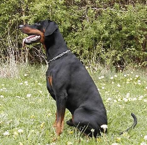 Dobermann Amigo (29/12/99-17/01-08) - Hvad mon jeg får, hvis jeg sidder pænt ? billede 5