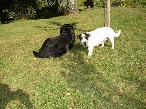 Labrador retriever Hubert's Gipsy billede 3