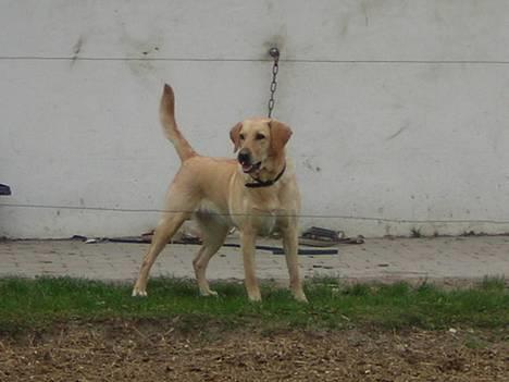 Blanding af racer Donna billede 1