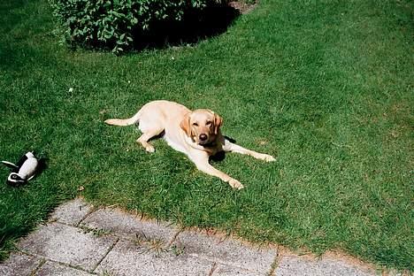 Blanding af racer Donna billede 2