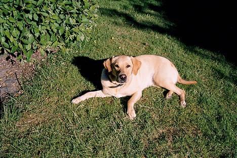 Blanding af racer Donna billede 3