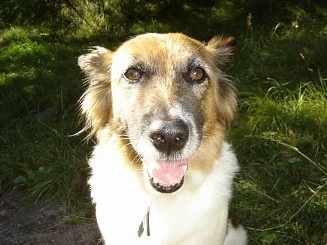 Blanding af racer Fif - 2005: Ved ved søen (søen er nu ikke med på billedet)  billede 1