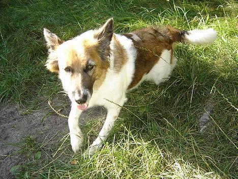 Blanding af racer Fif - 2005: Ved søen, *aaarg skal jeg virkelig op nu?* billede 2