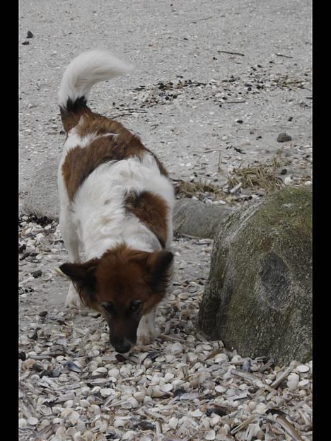 Blanding af racer Fif - Fif på stranden. *Snif snif... Jeg kan lugte sten* billede 3