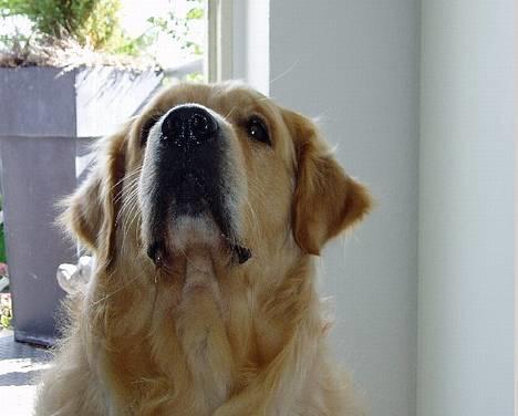 Golden retriever Schaky *RIP* - tigge-røv.. :P billede 8