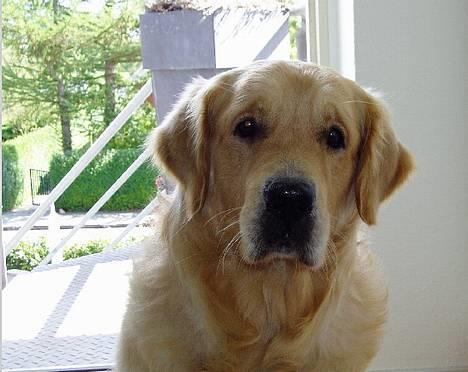Golden retriever Schaky *RIP* - :D billede 9
