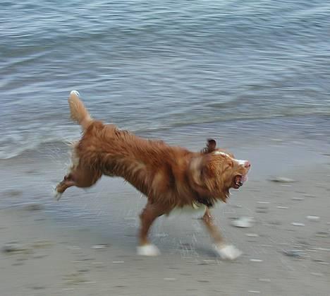 Nova scotia duck tolling retriever Murphy - Murphy på stranden billede 7