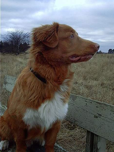 Nova scotia duck tolling retriever Kenzo billede 6