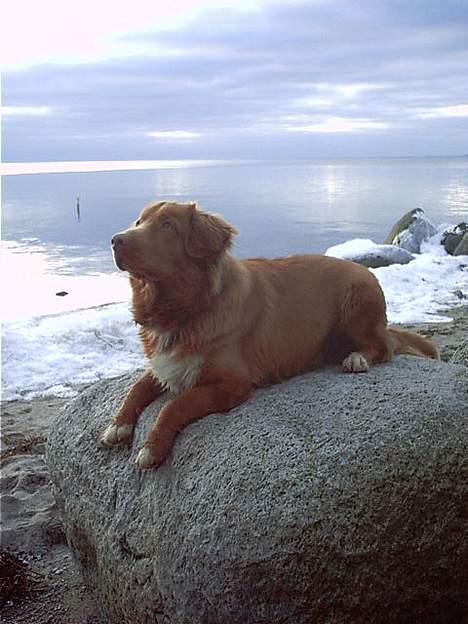 Nova scotia duck tolling retriever Kenzo billede 7