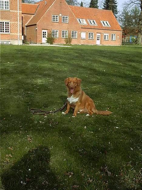 Nova scotia duck tolling retriever Kenzo - Hvor kan jeg sidde pænt billede 8