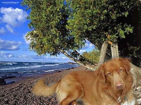 Nova scotia duck tolling retriever Kenzo - Dase under træerne billede 9