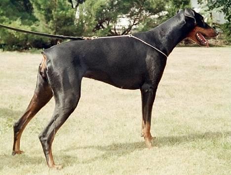 Dobermann Dina (22/02/98-24/09-07) - Hey Dude, hit så med den bold. billede 1