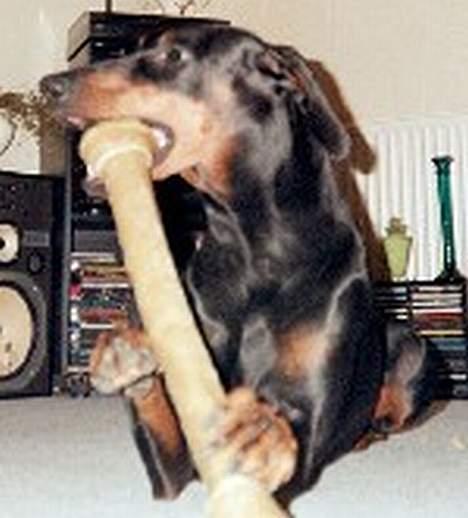 Dobermann Dina (22/02/98-24/09-07) - MAD, MAD, MAD jeg elsker mad billede 2