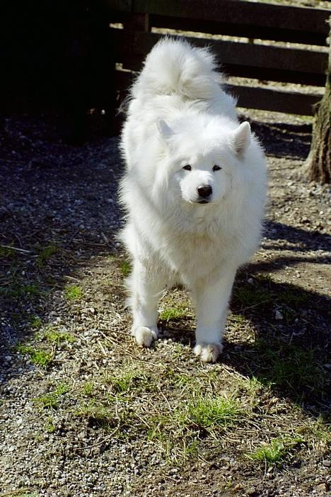 Samojedhund Windy billede 1