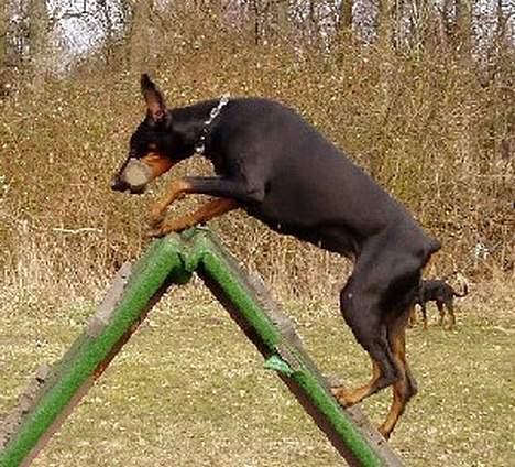 Dobermann Dina (22/02/98-24/09-07) - Jeg henter straks...... så hurtigt at ørerne flyver billede 3