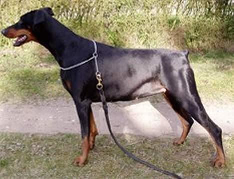 Dobermann Dina (22/02/98-24/09-07) - Nu løber jeg snart, hvis ikke du får taget det billede..... billede 5