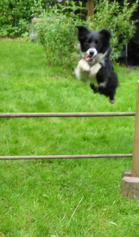 Border collie Eisse's Bold Blackie - Pas på! Her kommer SUPER-SALLY flyvende for at redde verden!!! billede 10