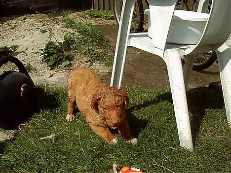 Nova scotia duck tolling retriever Kenzo - Kenzo har været i vandkamp billede 2