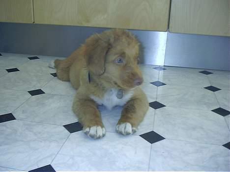 Nova scotia duck tolling retriever Kenzo billede 3