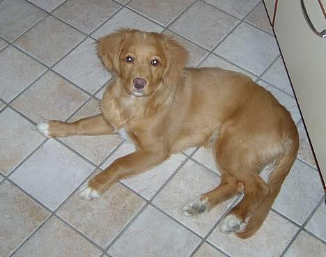 Nova scotia duck tolling retriever Fica billede 1