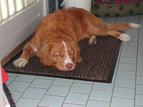 Nova scotia duck tolling retriever Murphy - Træt efter en lang dags toller-ballade billede 8