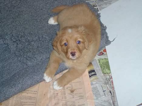 Nova scotia duck tolling retriever Fica billede 2