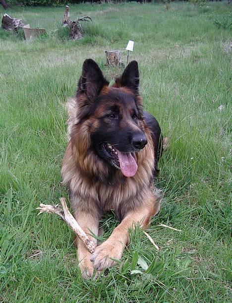 Schæferhund Samson - Super Samson billede 2