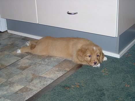 Nova scotia duck tolling retriever Fica billede 3