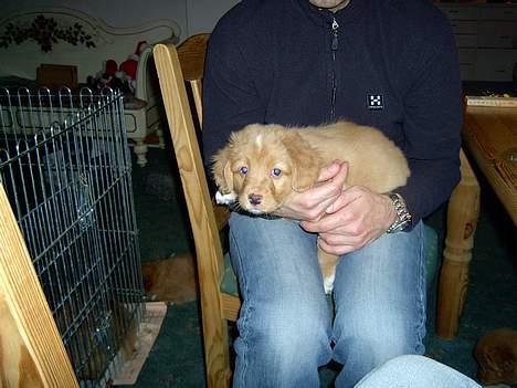 Nova scotia duck tolling retriever Fica billede 4