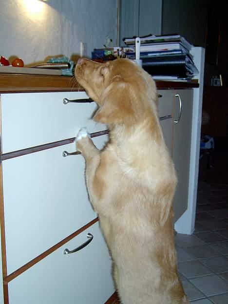 Nova scotia duck tolling retriever Fica billede 5