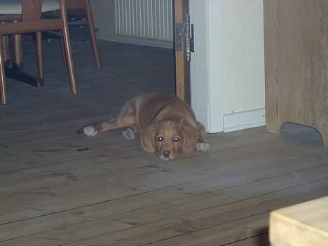 Nova scotia duck tolling retriever Fica billede 6