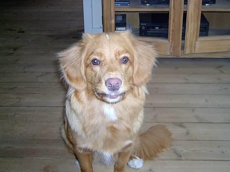 Nova scotia duck tolling retriever Fica billede 7