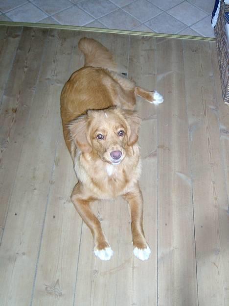 Nova scotia duck tolling retriever Fica billede 8