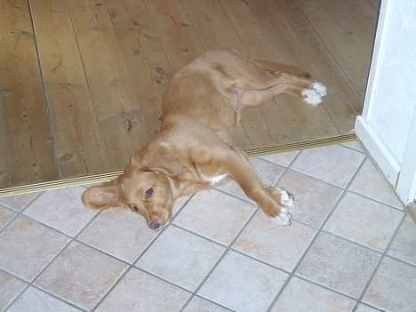 Nova scotia duck tolling retriever Fica billede 9