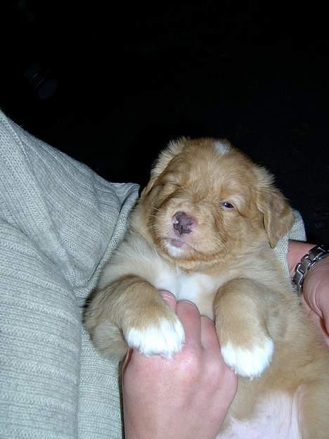 Nova scotia duck tolling retriever Fica billede 10