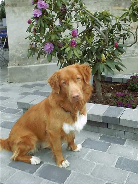 Nova scotia duck tolling retriever Kenzo billede 10