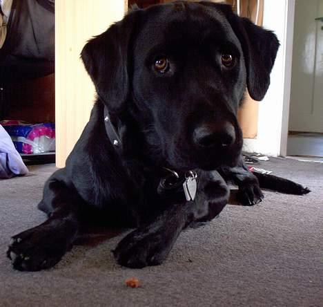 Blanding af racer Balder Himmelhund - Må jeg godt få godbiden nu ?? billede 7