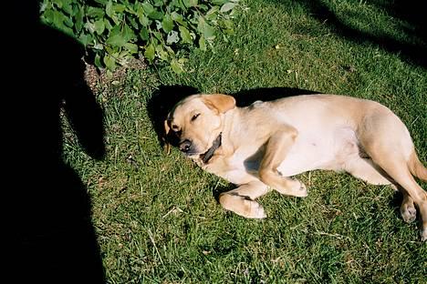 Blanding af racer Donna billede 4