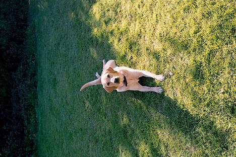 Blanding af racer Donna billede 5