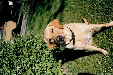 Blanding af racer Donna billede 6