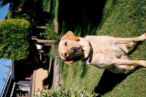 Blanding af racer Donna billede 7