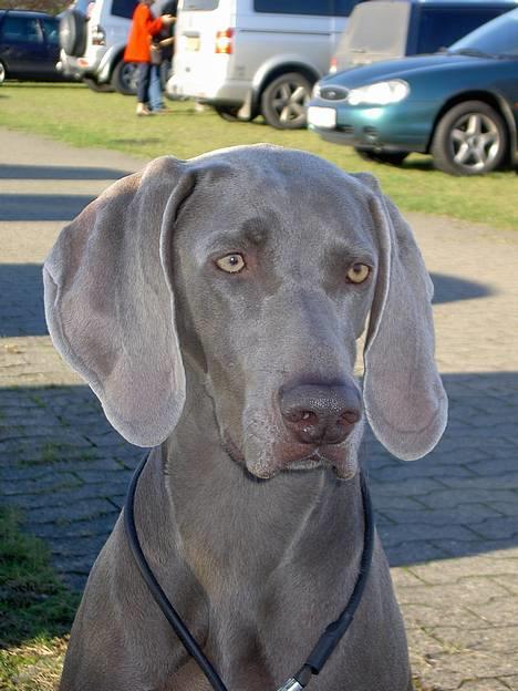 Weimaraner SIFKA - Hvem kan stå for mig ? billede 1