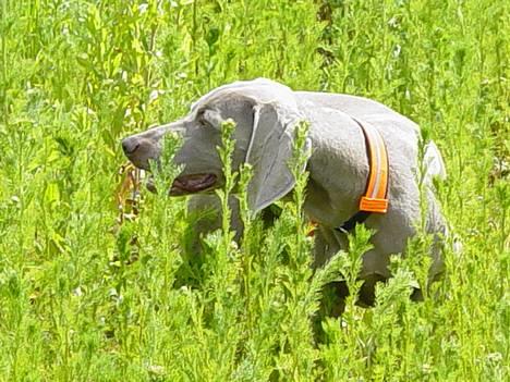 Weimaraner SIFKA - stand for fasan i brakmarken. billede 2