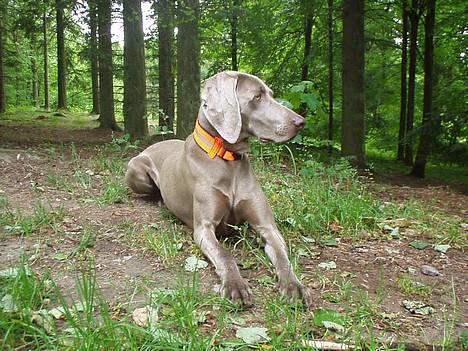 Weimaraner SIFKA - Er jeg ikke nydelig ! billede 3