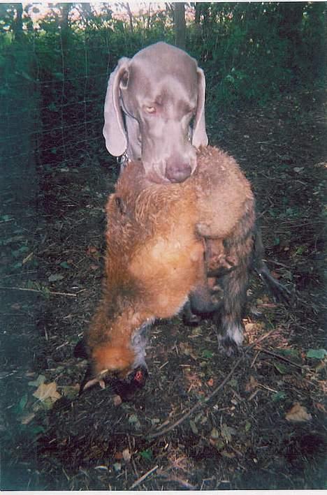 Weimaraner SIFKA - Adrrrr, er det nu også nødvendigt at jeg skal have den ræv i munden ? billede 4